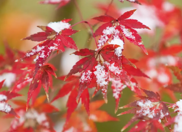 今日立冬（转载自人民日报）