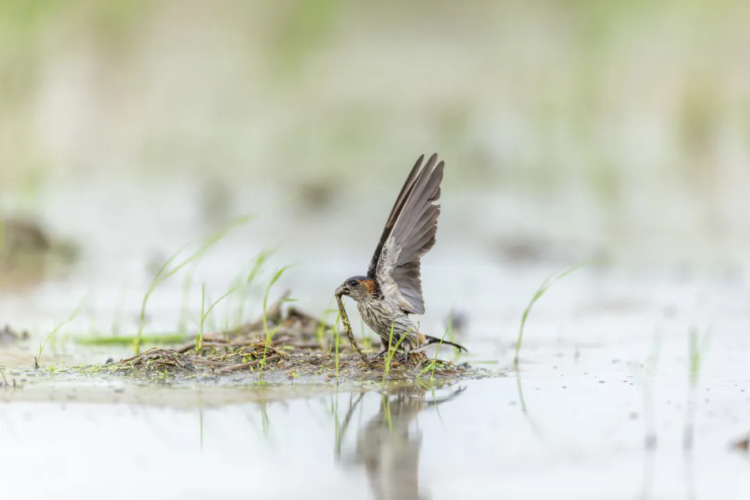 今日春分（转载自人民日报）